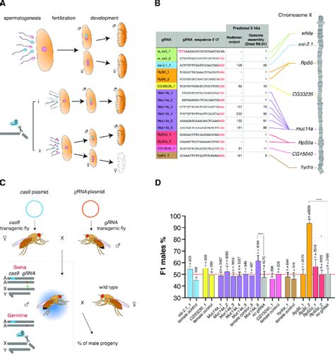 drosophila sex ratio|A flurry of sex.